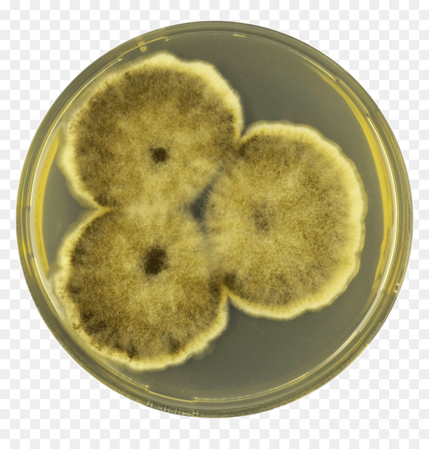 Aspergillus Brunneoviolaceus Cya - Snack, HD Png Download - tostones png