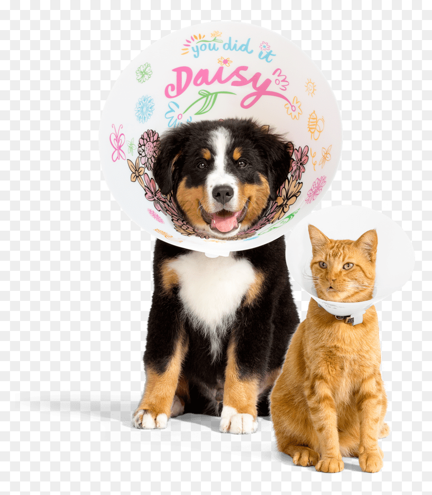 Dogs And Cats, HD Png Download - doge png transparent