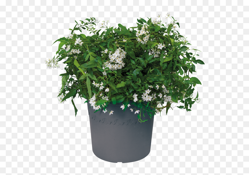 Elho Algarve Cilindro Wheels Flowerpot, Taupe, 40 Cm, HD Png Download - flowering shrub png