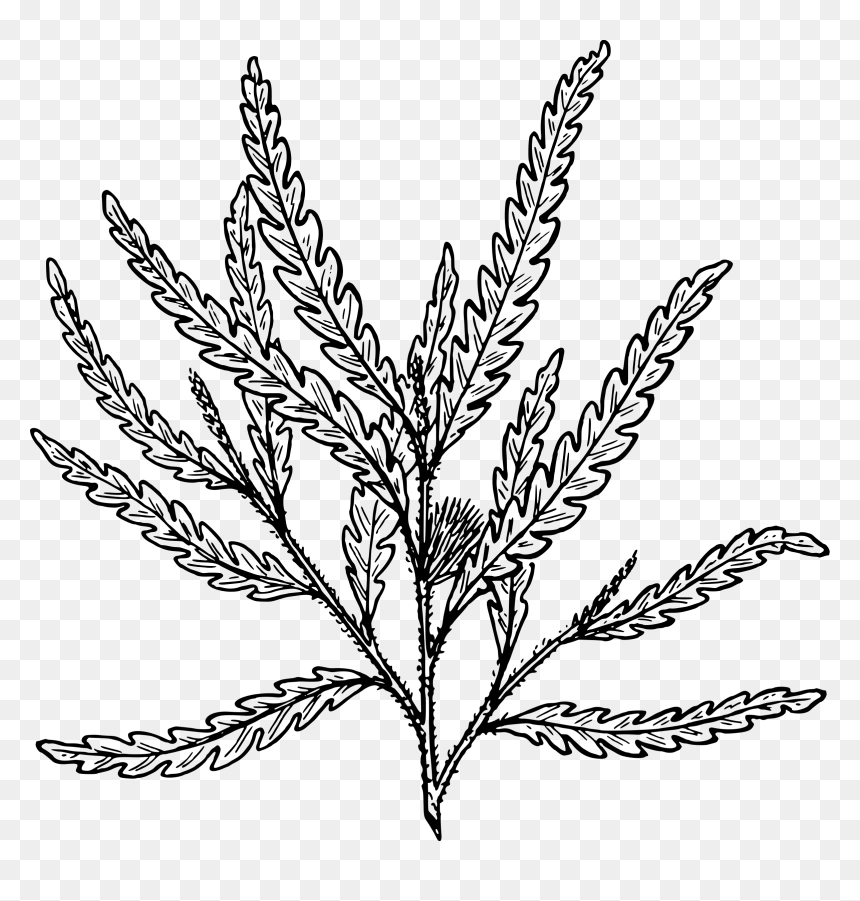 Shrub Clipart Fern - Black And White Ferns Clipart, HD Png Download - flowering shrub png