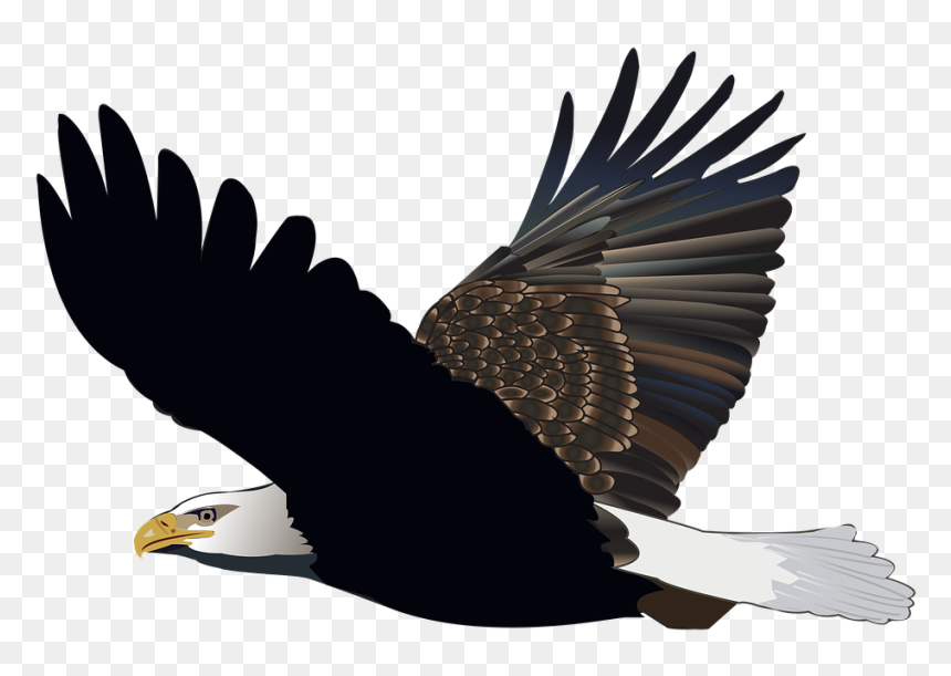 Bird Eagle Flying Feather Nature American Flight - Aguia Voando Png, Transparent Png - soaring eagle png