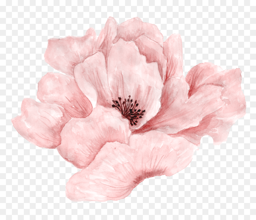 Pink Flowers Portable Network Graphics Rose Image - Pink Watercolour Flower Png, Transparent Png - flower illustration png
