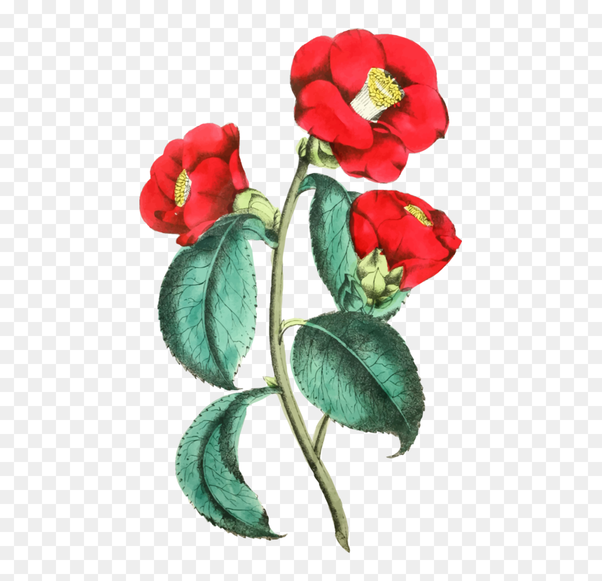 Petal,plant,flower - Small Plant Flower Png, Transparent Png - flower illustration png