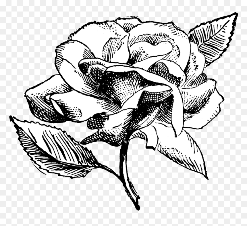 Clip Art Flower Illustration Black And White - Black And White Vintage Flower Clipart, HD Png Download - flower illustration png