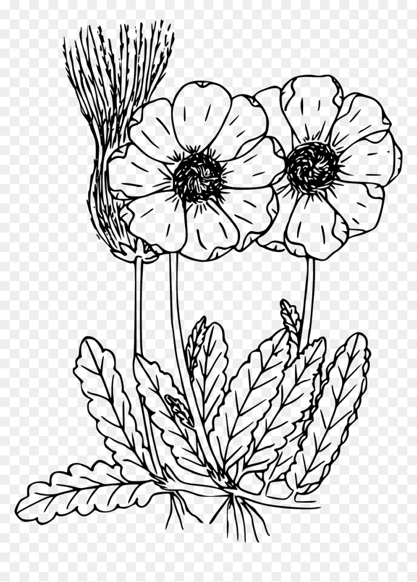 Transparent Flowers Illustration Png - Wild Flower Drawing Transparent, Png Download - flower illustration png