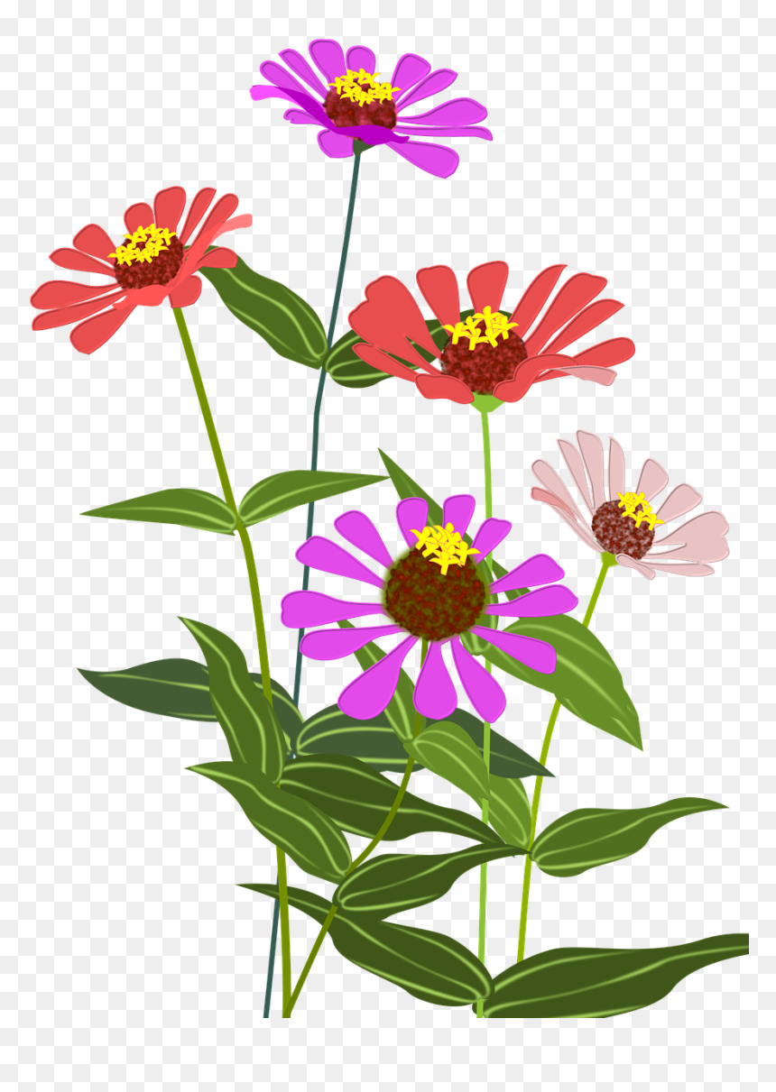 Zinnia Png, Transparent Png - flower illustration png