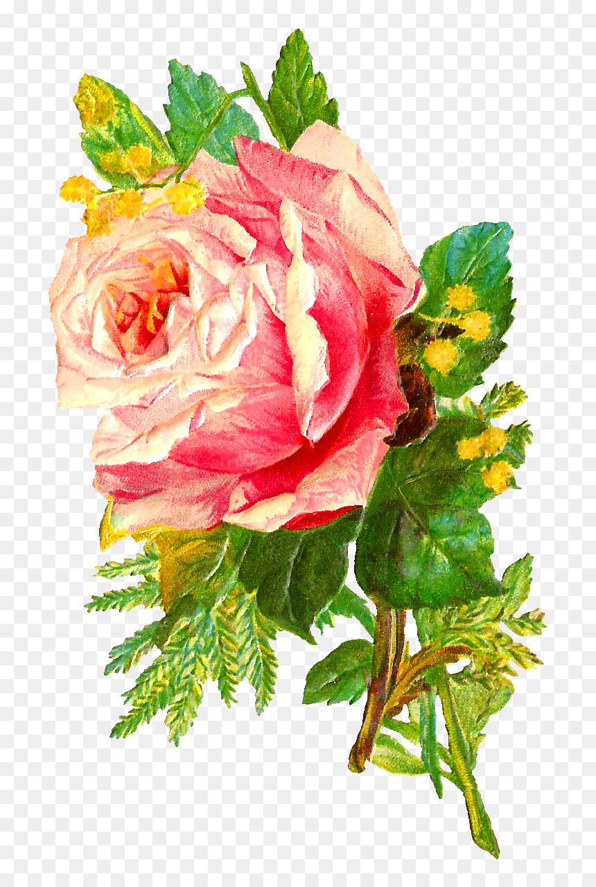 Rose, HD Png Download - flower illustration png