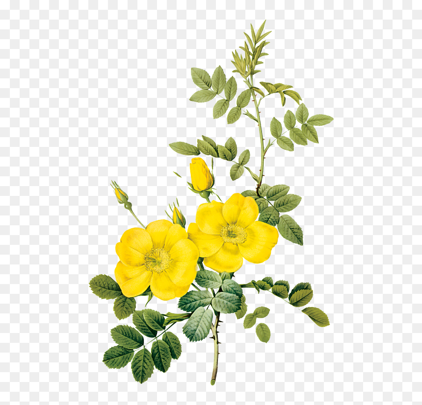 Pierre Joseph Redoute Png, Transparent Png - flower illustration png