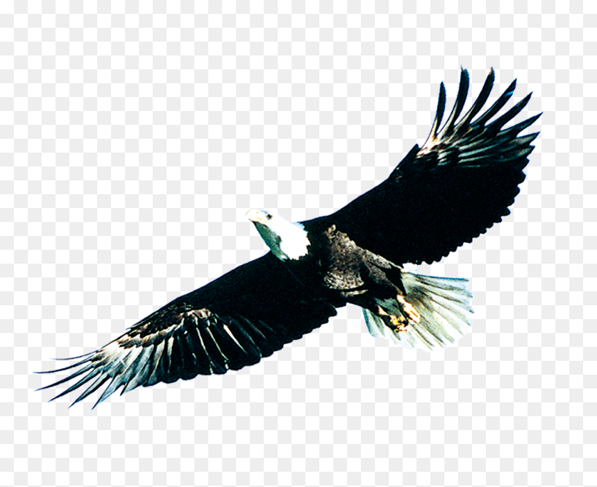 Soaring Eagle Png Download - 雄 鹰, Transparent Png - soaring eagle png