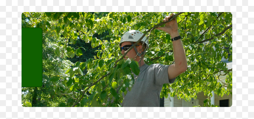 Tree Trimming & Removal - Tree, HD Png Download - hedges png
