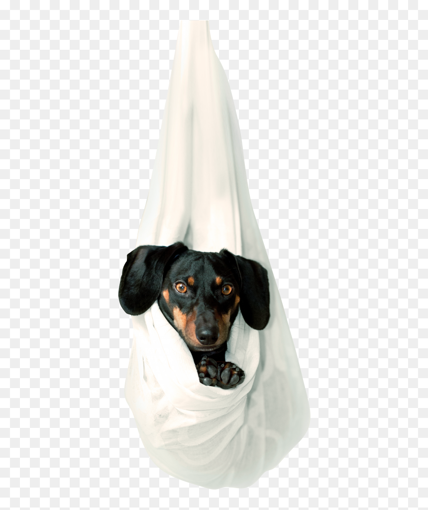 Cute Dog Png Image Free Download Serachpng - Pet, Transparent Png - snapchat hot dog png