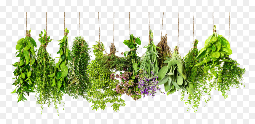 Thyme Herb Herbs Spice Rosemary Ingredient Clipart - Herbs Hd, HD Png Download - vegetable plant png