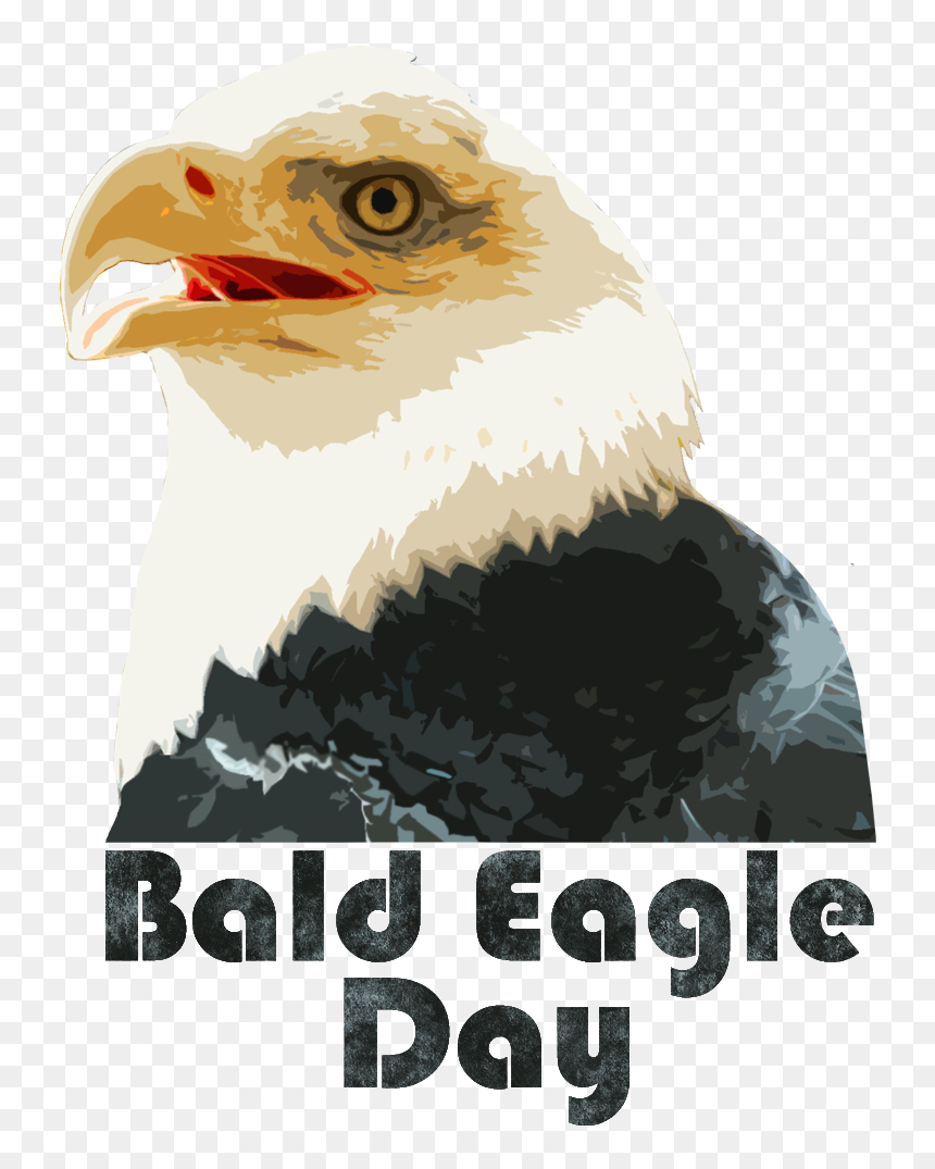 Bald Eagle, HD Png Download - bald png