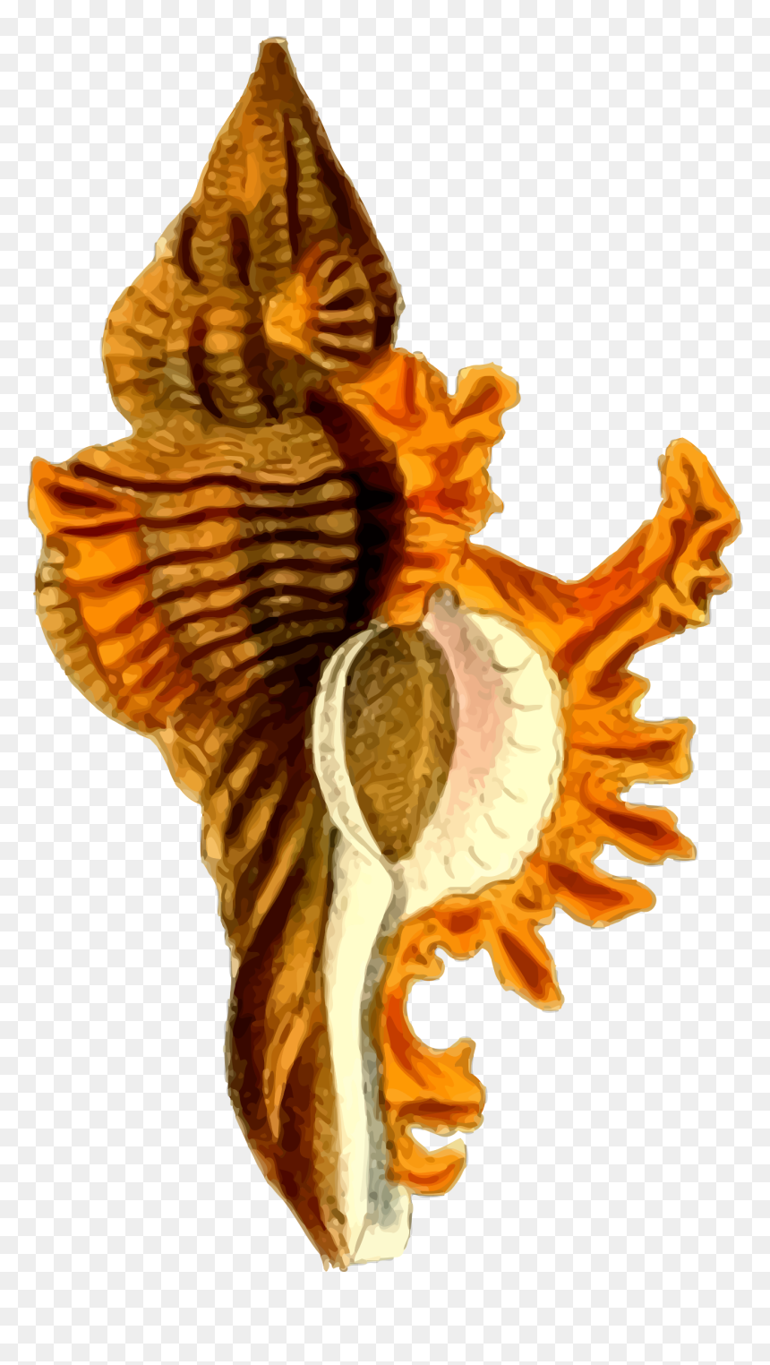 Sea Shell 29 Clip Arts - Png Image Sea Shells Hd, Transparent Png - conch shell png