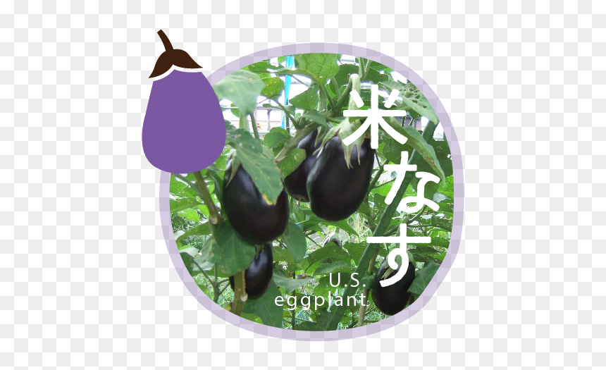 Eggplant, HD Png Download - vegetable plant png