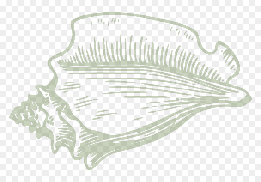 Pu"u - Hawaiian Conch - Conch Shell Clip Art, HD Png Download - conch shell png