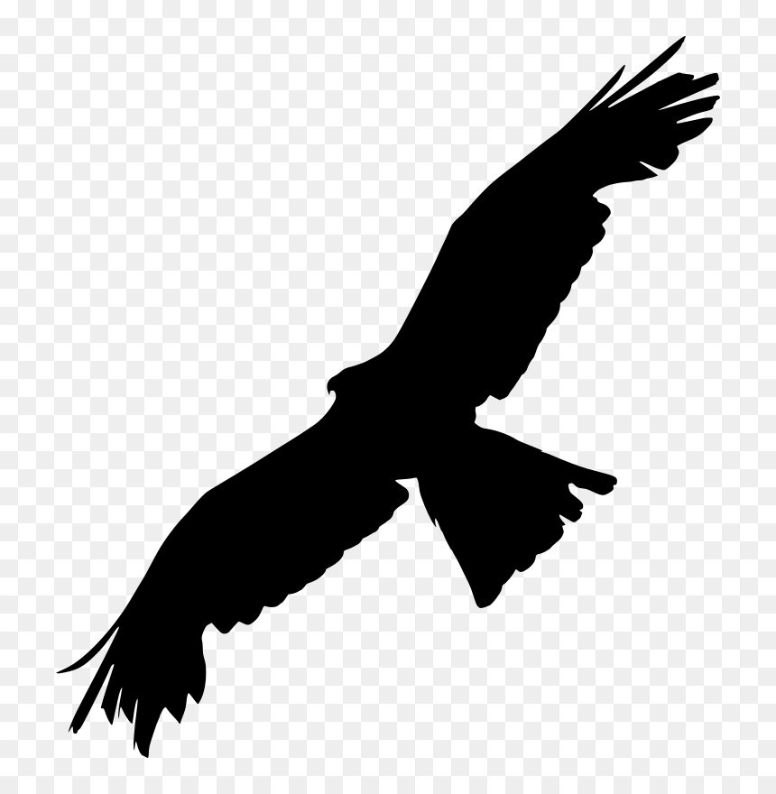 Bird,bird Of Eagle,bald - Bird Of Prey Silhouette, HD Png Download - bald png