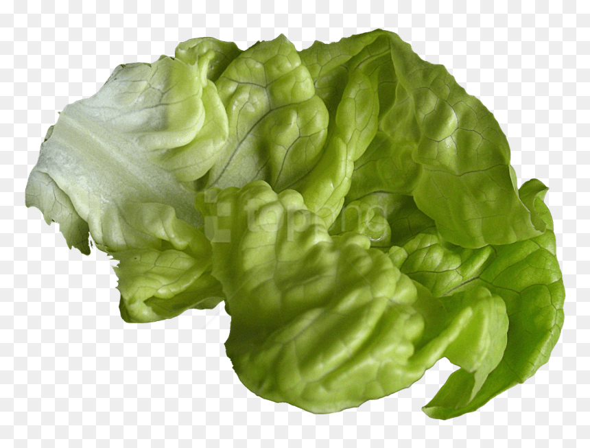 Leaf Vegetable,iceburg Leaf Lettuce,romaine Lettuce,cruciferous - Lettuce Transparent Png, Png Download - vegetable plant png