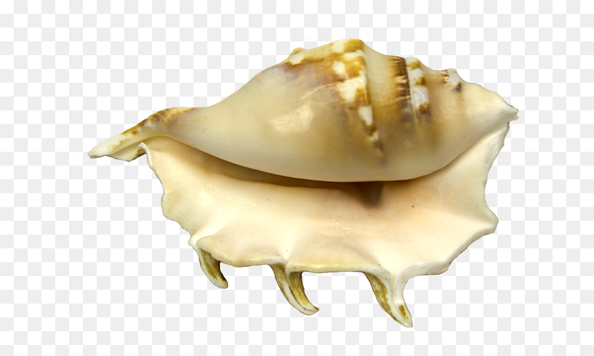 Conch, HD Png Download - conch shell png