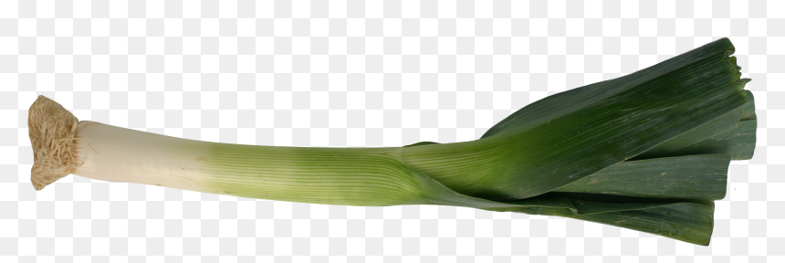 Leek - Leek Png, Transparent Png - vegetable plant png