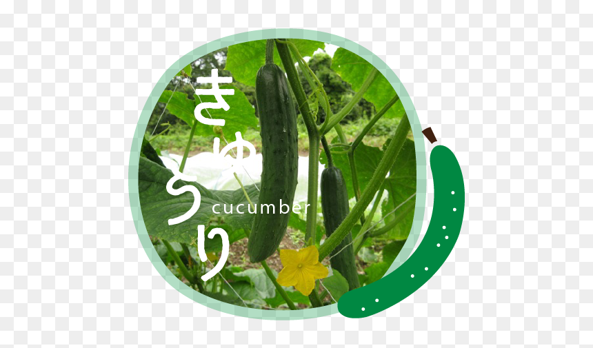 Snow Peas, HD Png Download - vegetable plant png