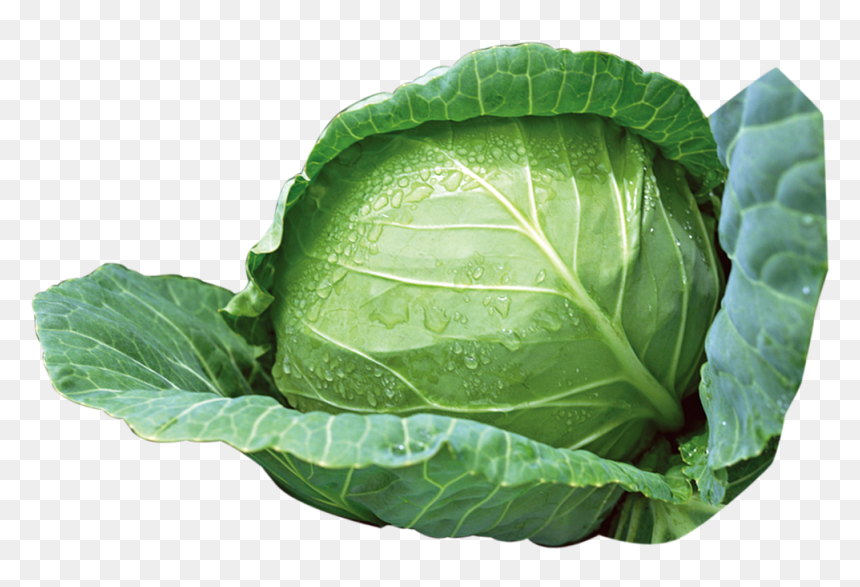 Green Cabbage Png Download - Cabbage Png, Transparent Png - collard greens png