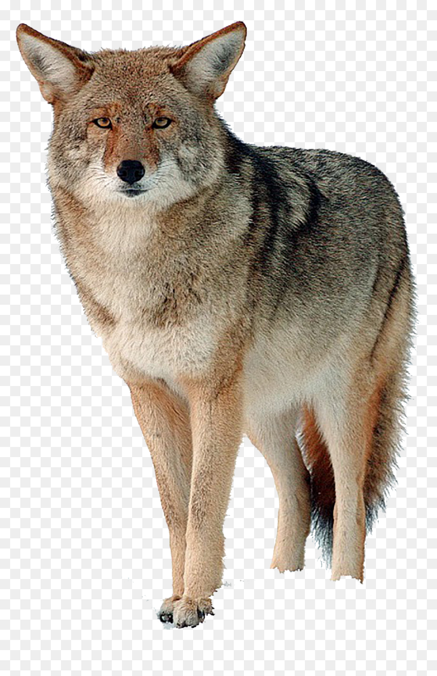 Transparent Images Free Download - Coyote Png, Png Download - wile e coyote png