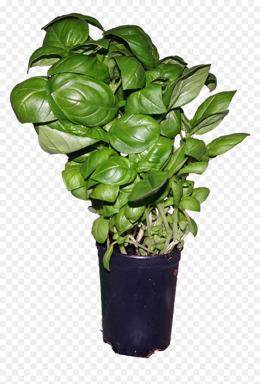 Ymele - Basil - Flowerpot, HD Png Download - fram png