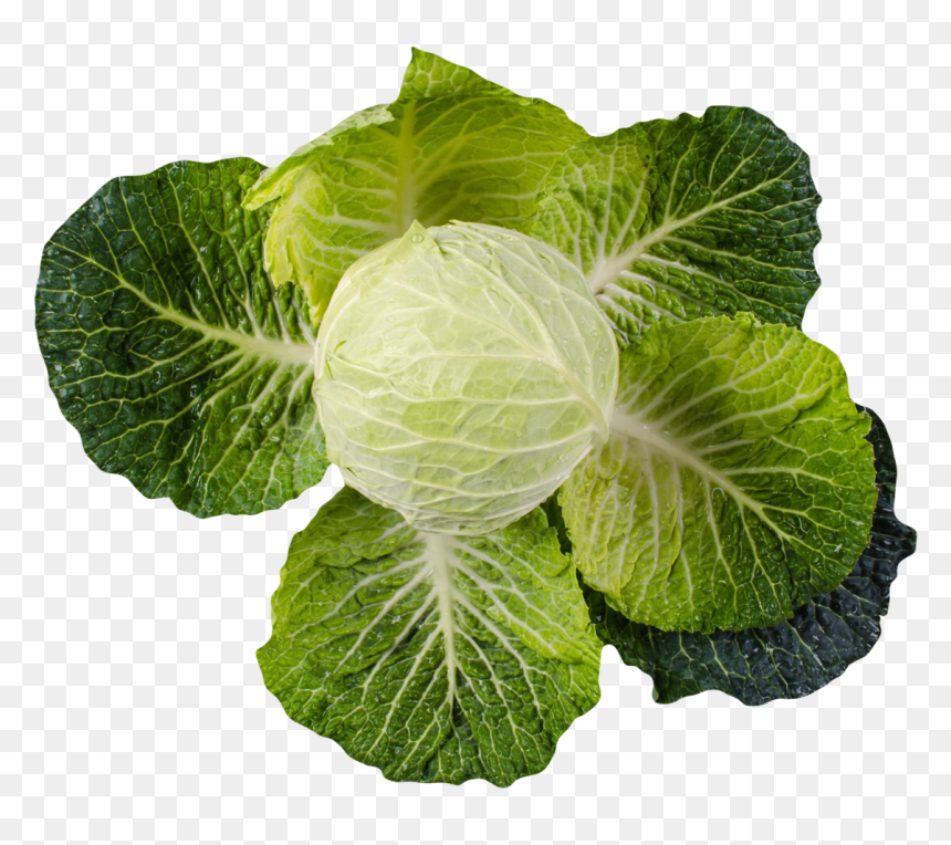 Cabbage Png Image - Cabbage, Transparent Png - collard greens png