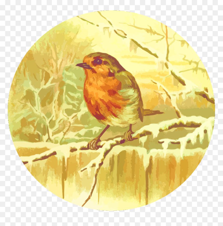 Robin - Illustration, HD Png Download - robin bird png