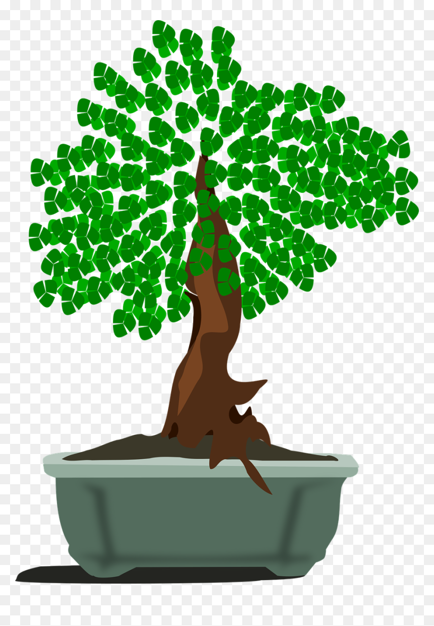 Bonsai Png, Transparent Png - bonsai png