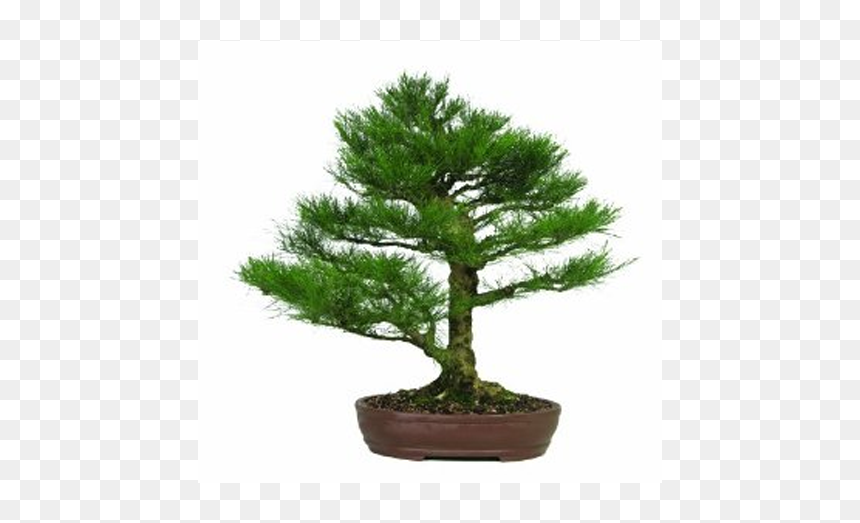 Clip Art Fir Bonsai - Bonsai, HD Png Download - bonsai png
