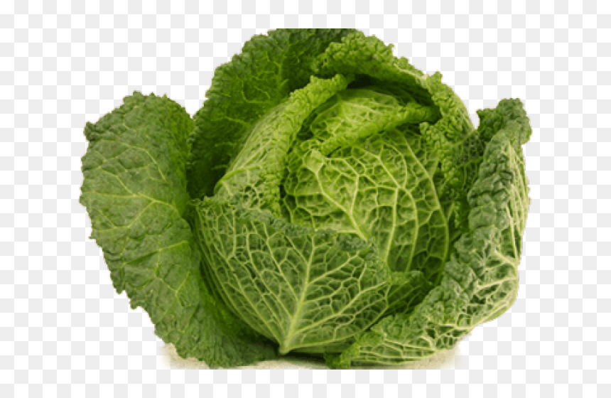Cabbage Png Transparent Images Big Cabbage Transparent - Kapusta Włoska, Png Download - collard greens png