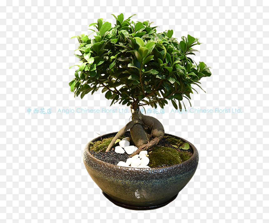 Bonzai Cicek, HD Png Download - bonsai png