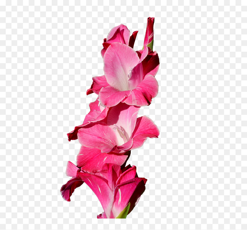 Gladiolus, Gladidus, Butterfly Greenhouse, Sword Flower - Gladiolo Png, Transparent Png - gladiolus png