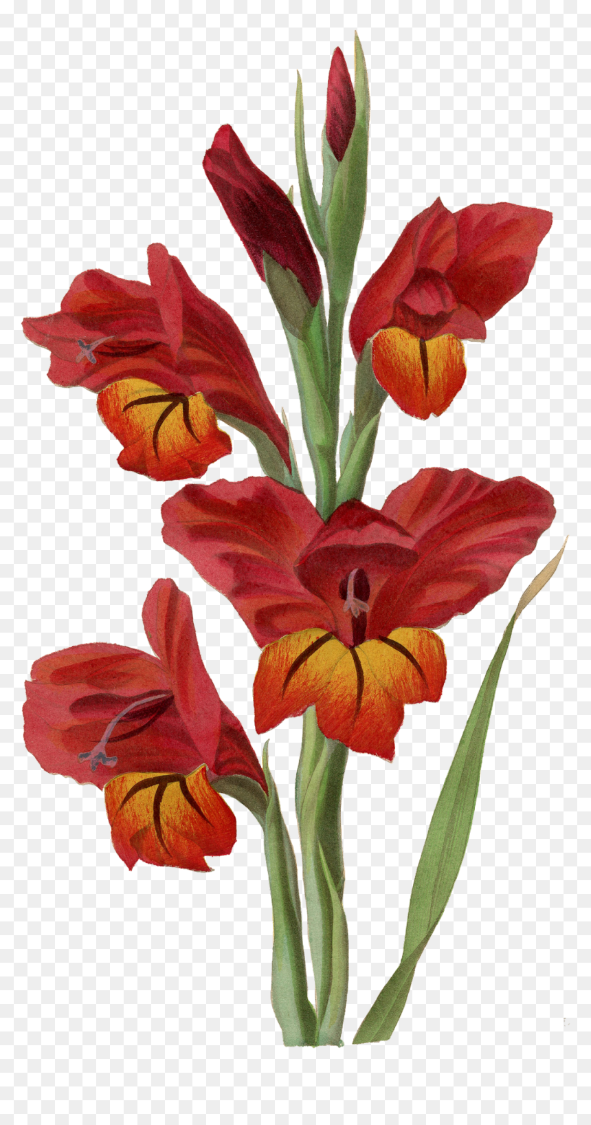 Transparent Gladiolus Png - Gladiolus Png, Png Download - gladiolus png