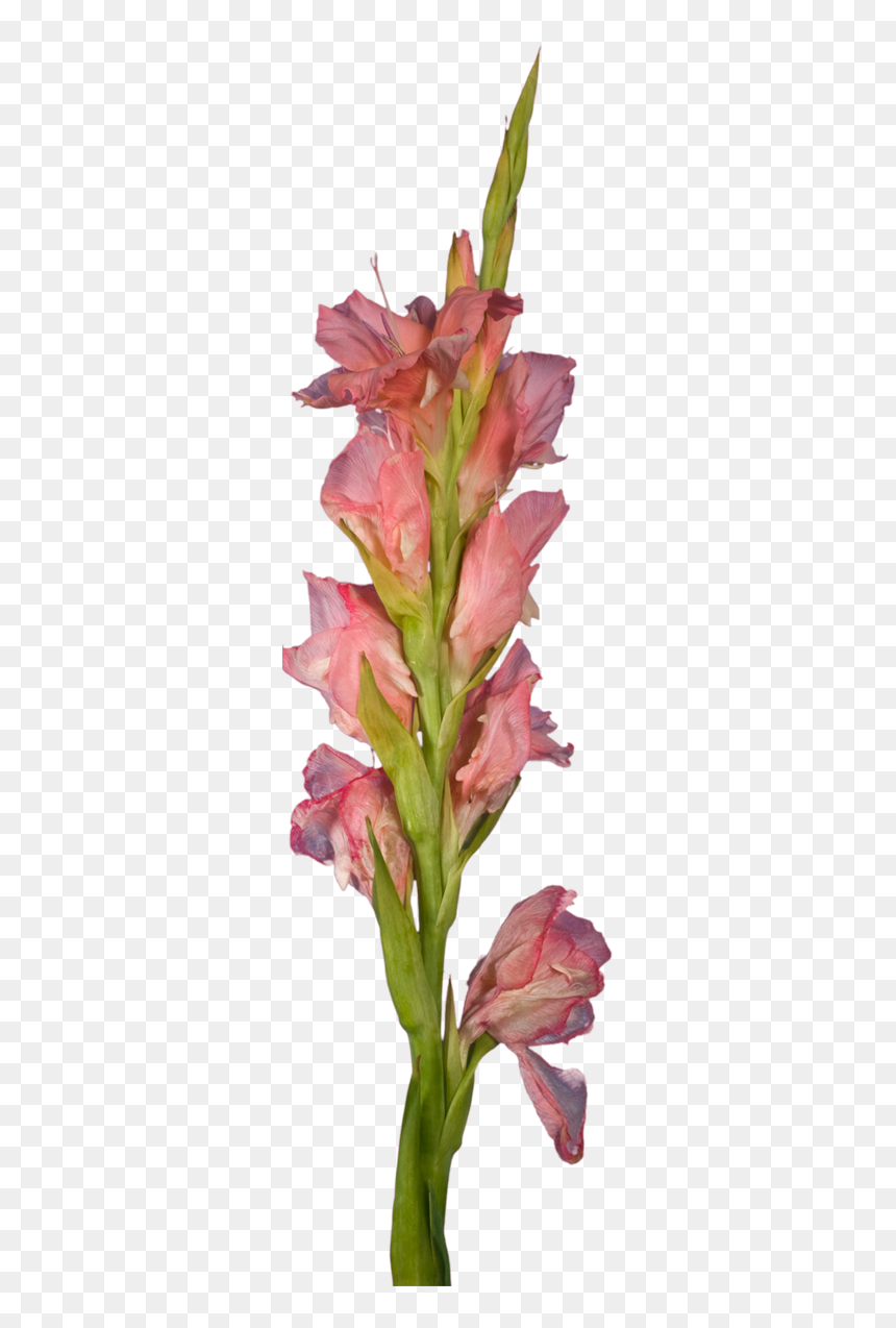 Transparent Gladiolus Png - Gladiolus, Png Download - gladiolus png