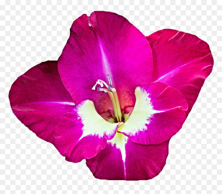 Download Gladiolus Png Free Download - Clip Art Free Gladiolus, Transparent Png - gladiolus png