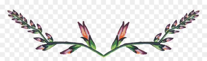 Canna Lily, HD Png Download - gladiolus png
