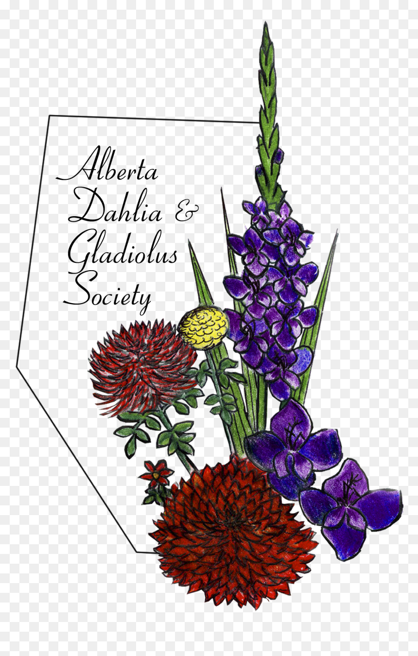 Lupin, HD Png Download - gladiolus png