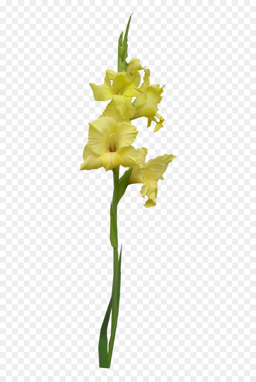 Transparent Gladiolus Png - Yellow Iris Png, Png Download - gladiolus png