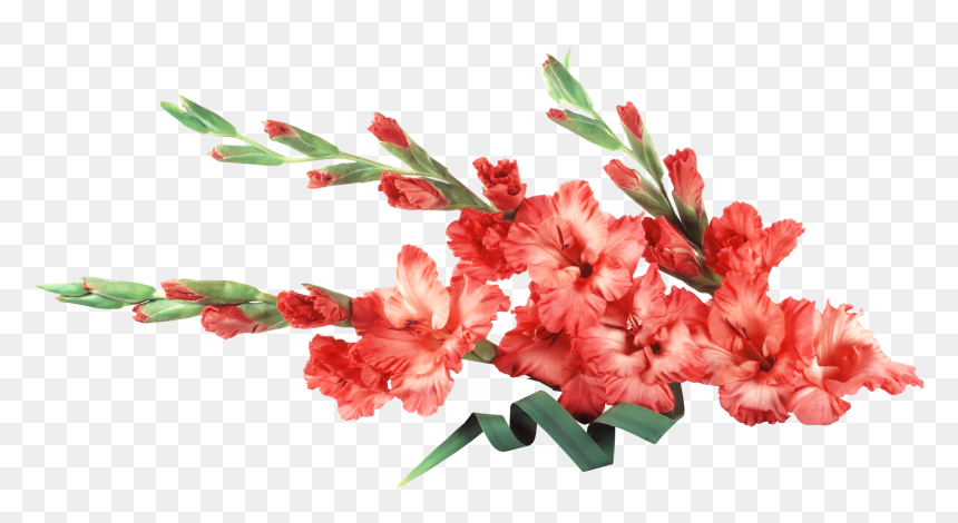 Gladiolus Background, HD Png Download - gladiolus png