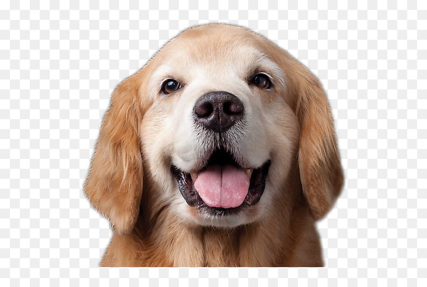 Dog Png Image - Najmądrzejsze Zwierzę Na Świecie, Transparent Png - dog nose png