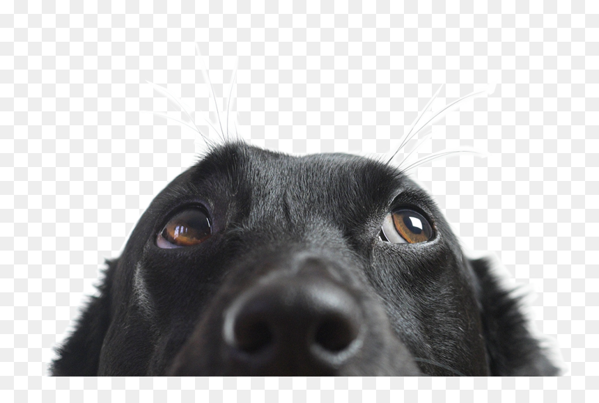 Animal Nose Png - Hound Of The Baskervilles Hound, Transparent Png - dog nose png