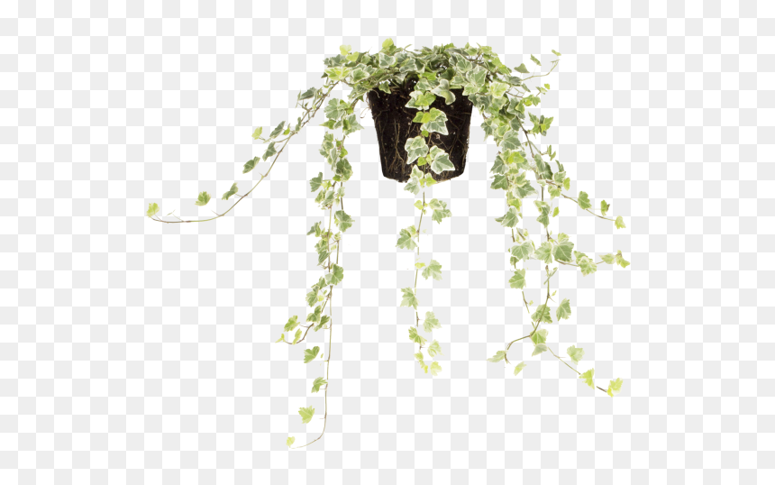 Common Ivy - Illustration, HD Png Download - ivy vine png