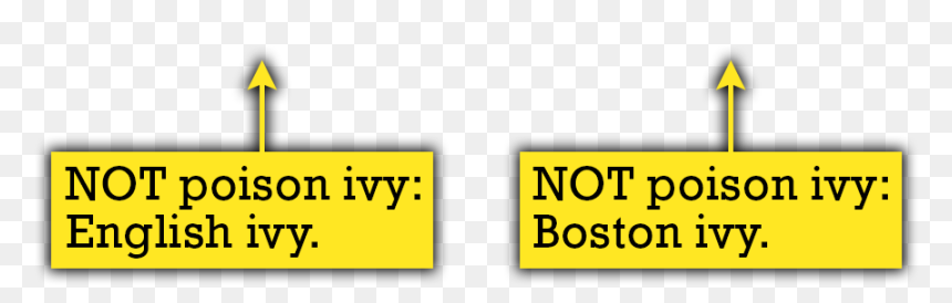 Quiz Thorns - Poison Ivy Boston Ivy, HD Png Download - ivy vine png
