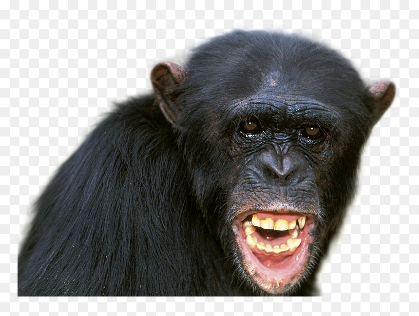 Chimpanzee Png Image - Chimpanzee Alpha Male, Transparent Png - chimpanzee png
