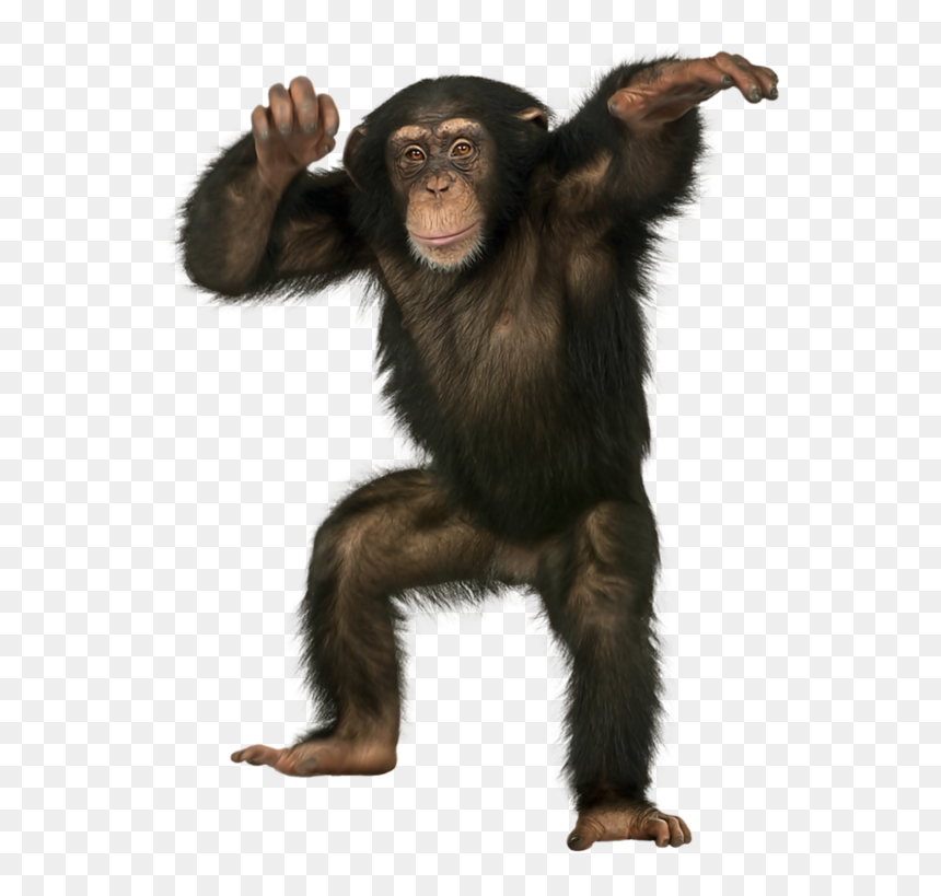 Chimpanzee Standing, HD Png Download - chimpanzee png