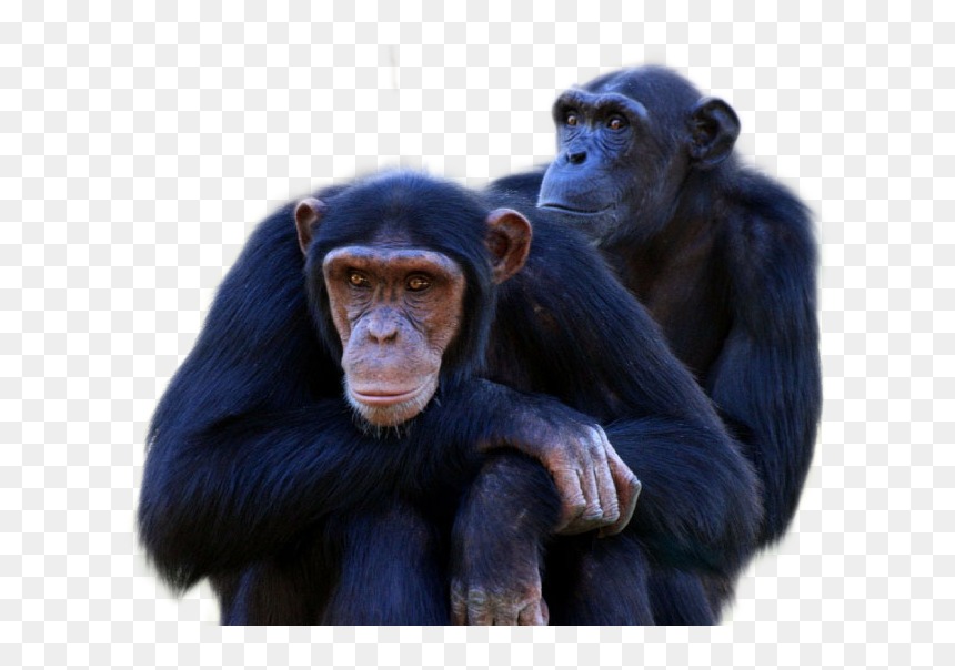 Chimpanzee Png Image - Chimpanzee Male And Female, Transparent Png - chimpanzee png