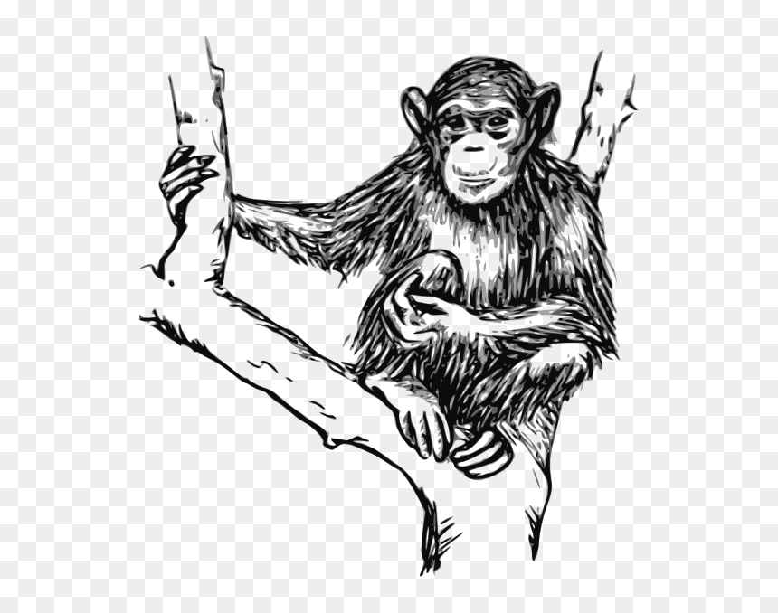 Grayscale Chimpanzee Svg Clip Arts - Chimpanzees In Black And White, HD Png Download - chimpanzee png